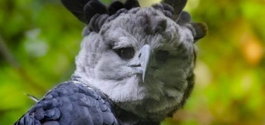 Rare Rainforest Birds