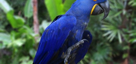 Most Expensive Birds