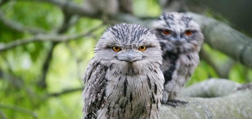 Weirdest Looking Birds