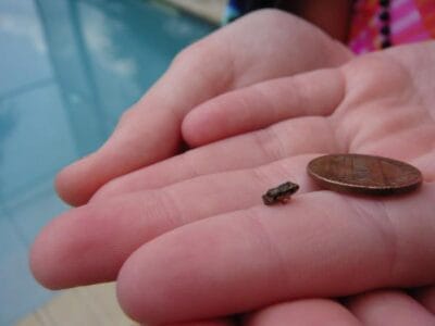 10 Smallest Animals in the world